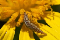 *(17570) Larve de Chrysope (Neuroptre - Chrysopidae - Chrysoperla sp.)